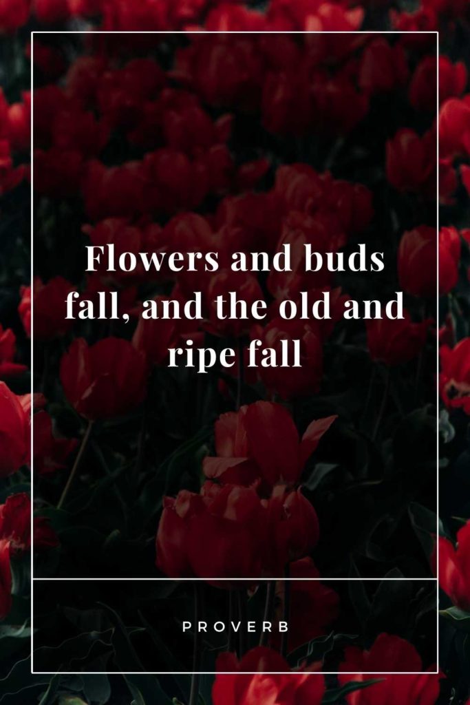 Fallen Flower Quotes