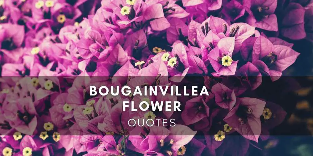 Bougainvillea Flower Quotes and Sayings