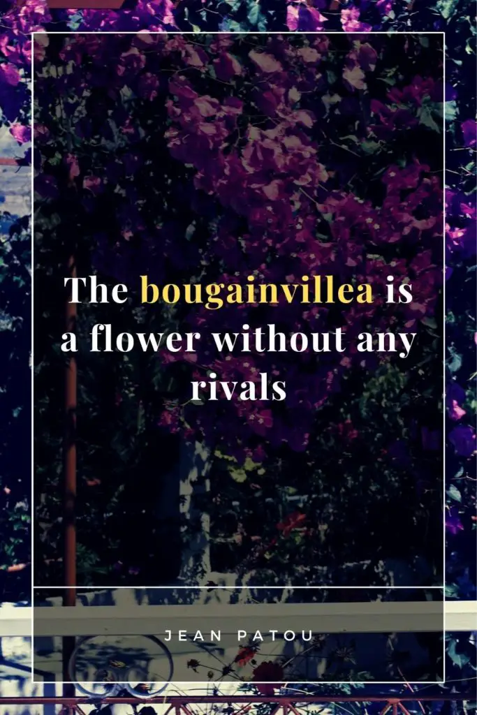 Bougainvillea Quotes and Sayings