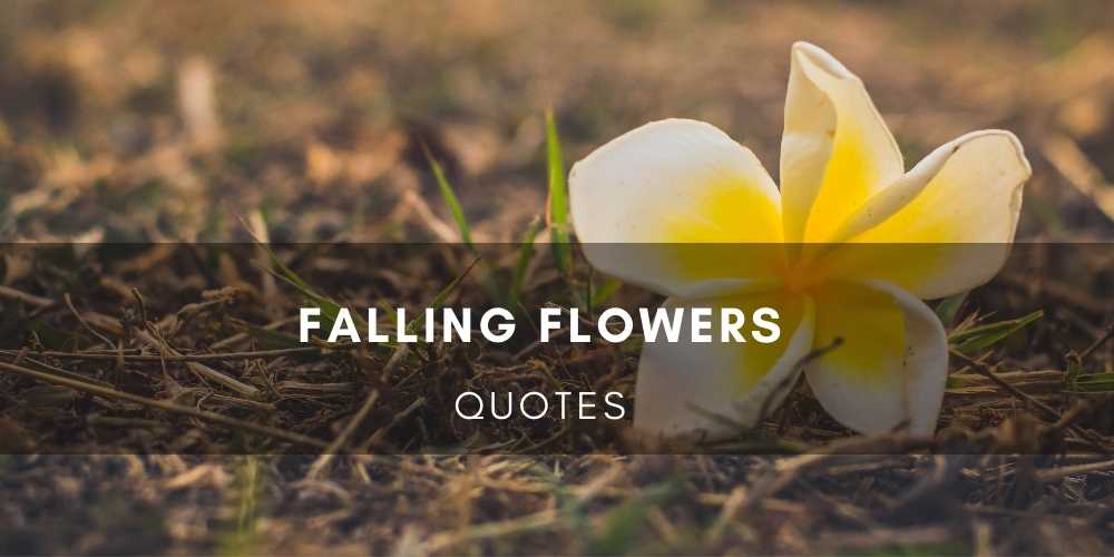 Fallen Flower Quotes