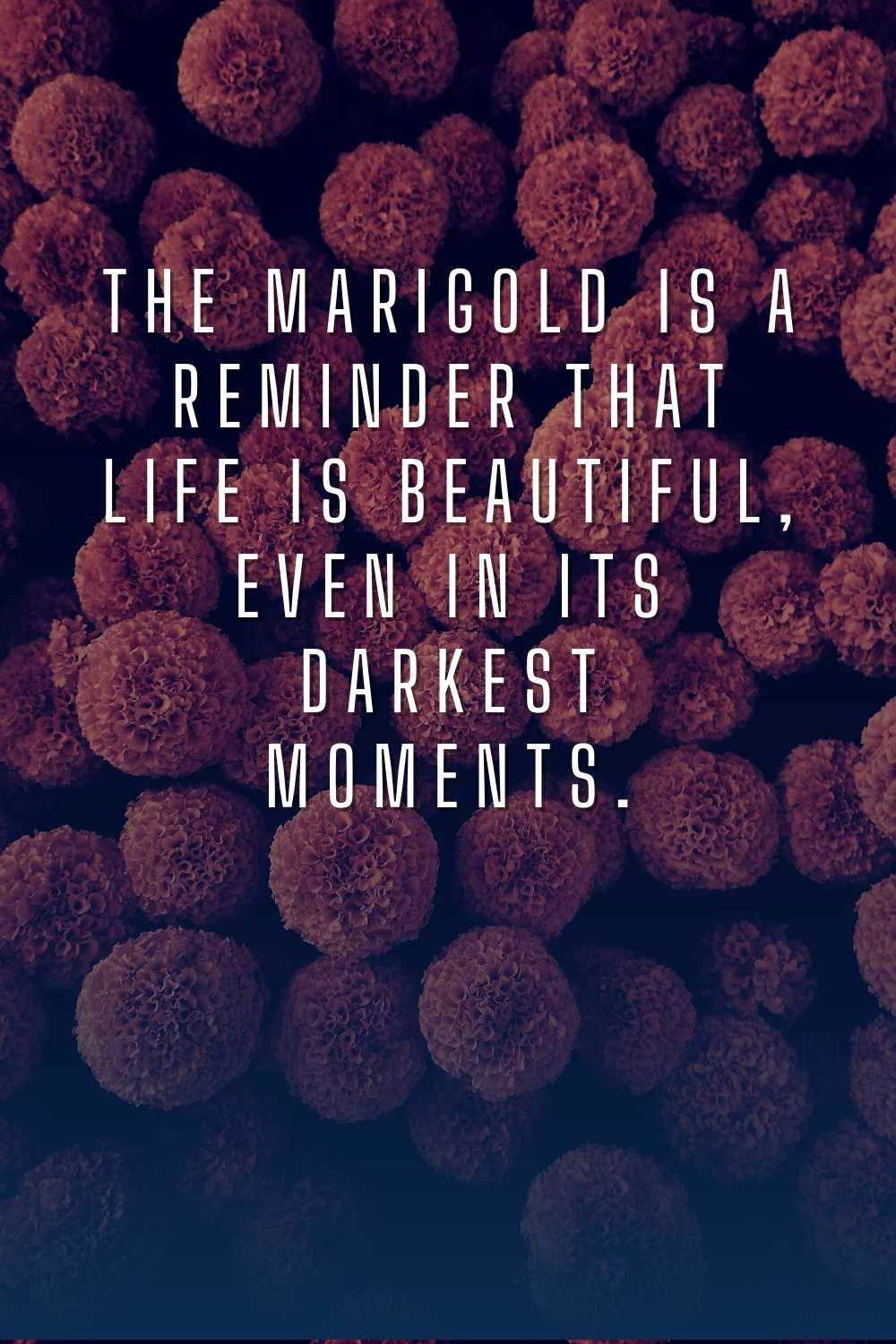 30+ Beautiful Marigold Flower Quotes and Captions