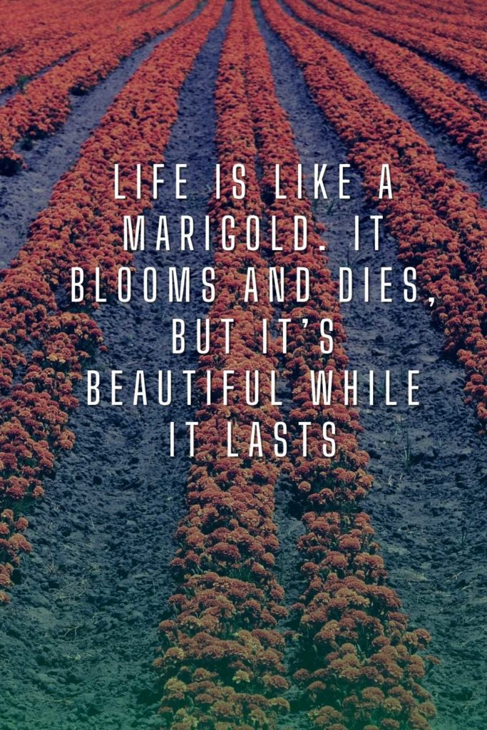 Marigold Flower Quotes and Captions