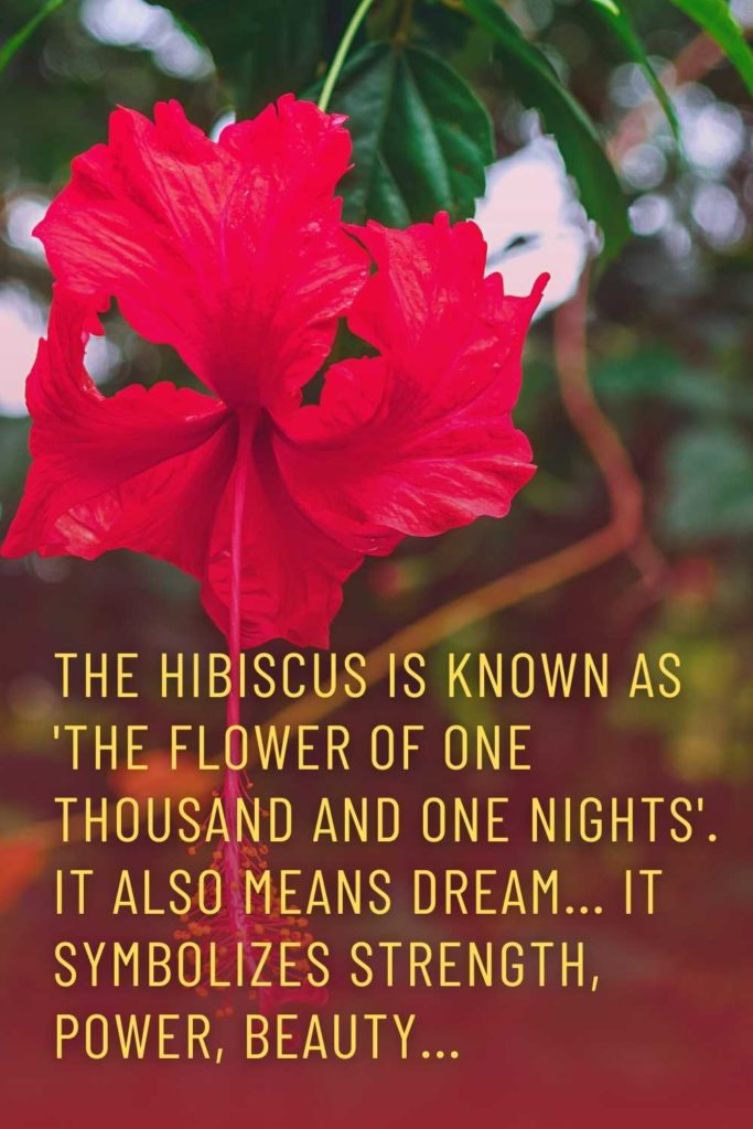 Hibiscus Flower Quotes & Captions