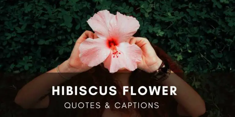 Hibiscus Flower Quotes and Captions