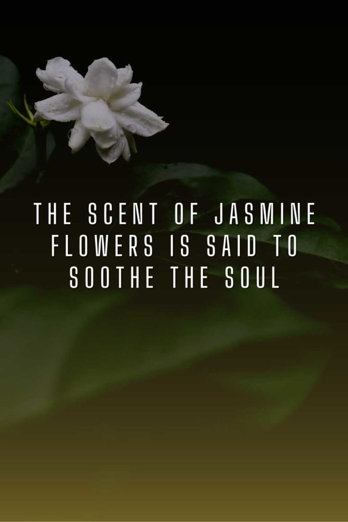 Jasmine Flower Quotes & Captions