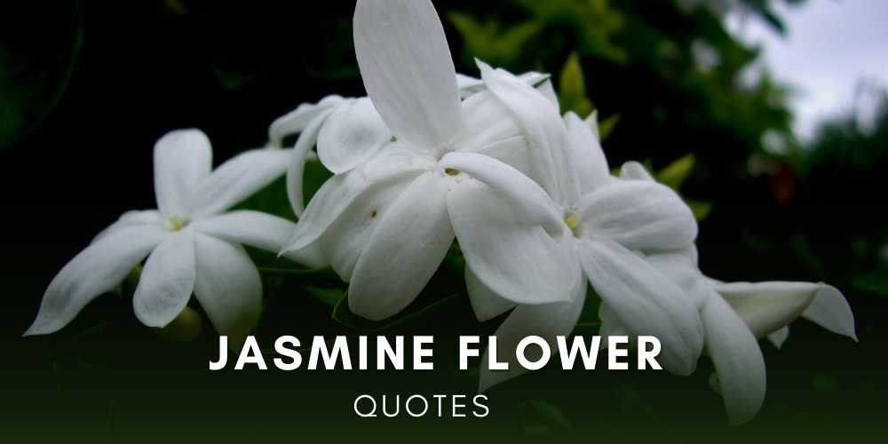 Jasmine Flower Quotes & Captions