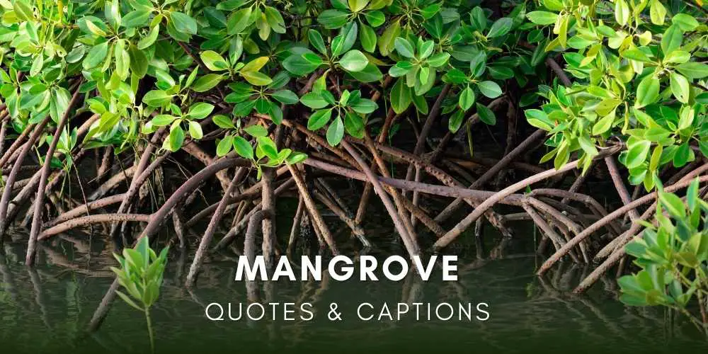 Mangroves Quotes
