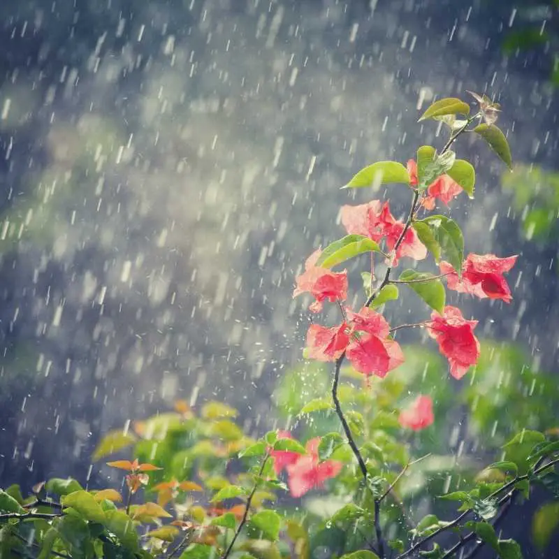 Rain and Flower Instagram Captions