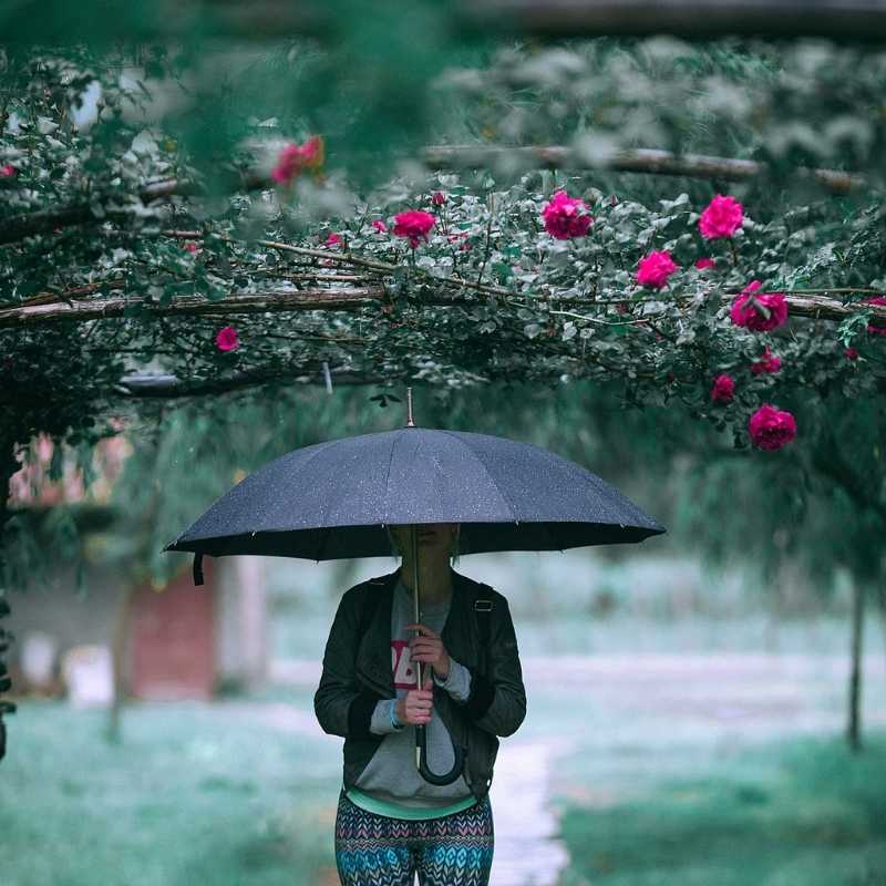 Rain and Flower Instagram Captions