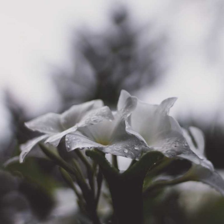 120+ Rain and Flowers Instagram Captions To Share Your Mood