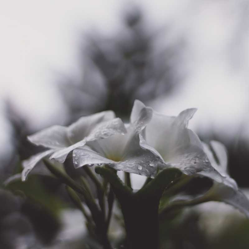 Rain and Flower Instagram Captions