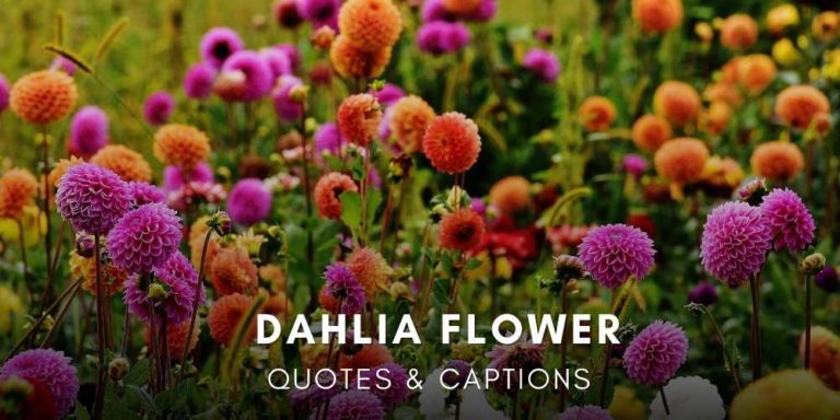 Dahlia Flower Quotes & Captions