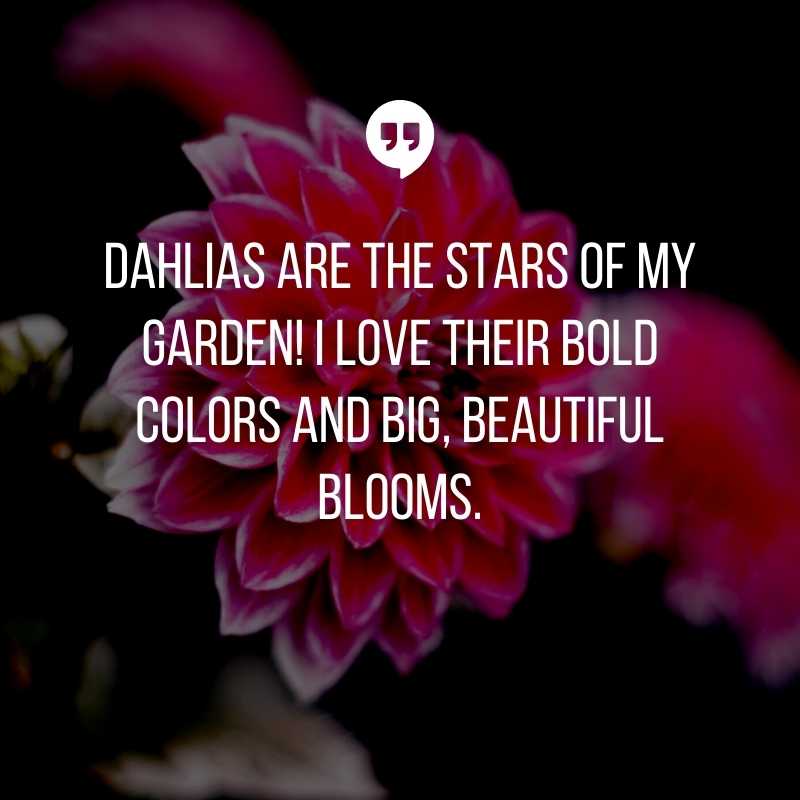 Dahlia Flower Quotes & Captions