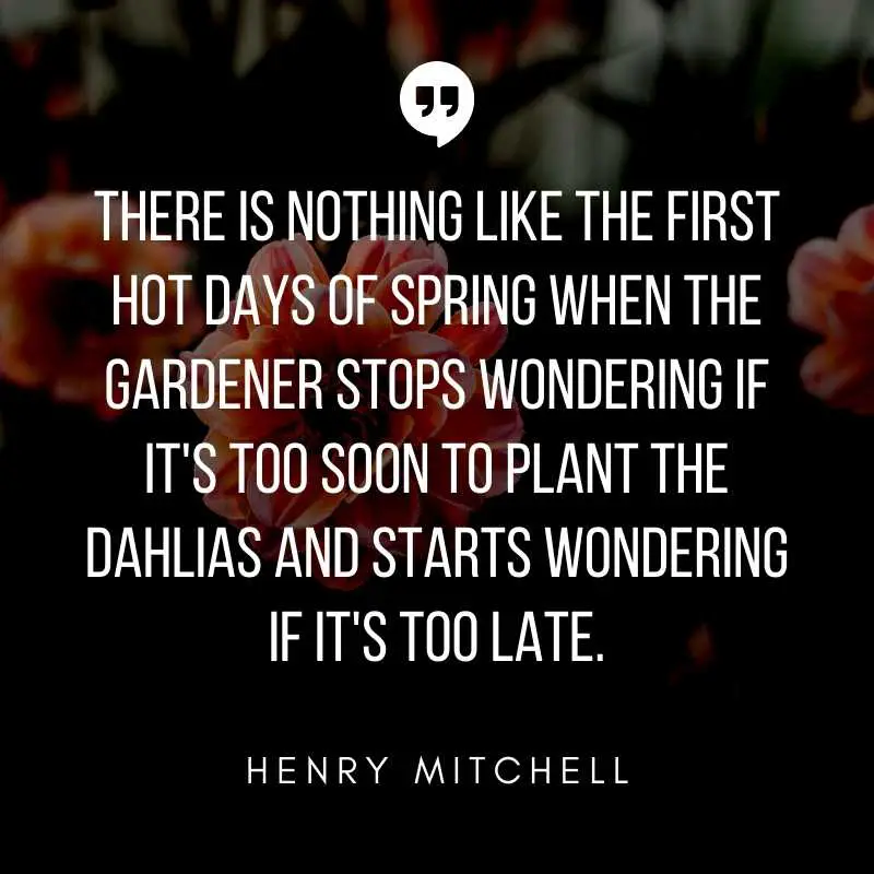 Dahlia Flower Quotes & Captions