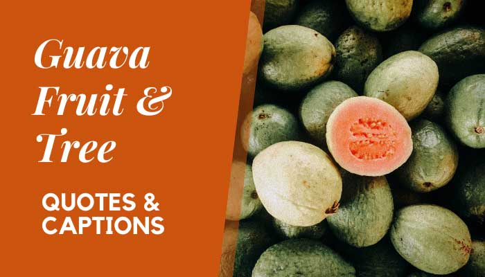 Guava Fruit and Tree Quotes and Instagram Captions