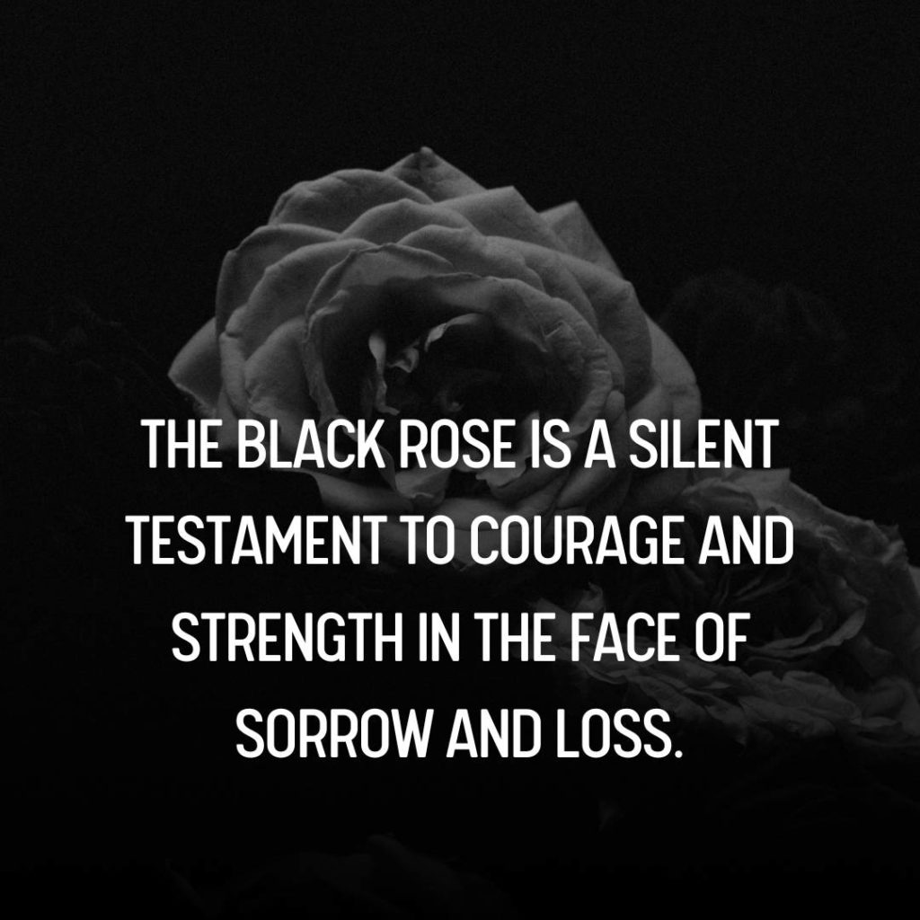 Black Rose Quotes