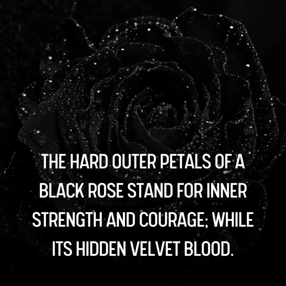 45+ Deep Quotes About Black Rose and It's Significance
