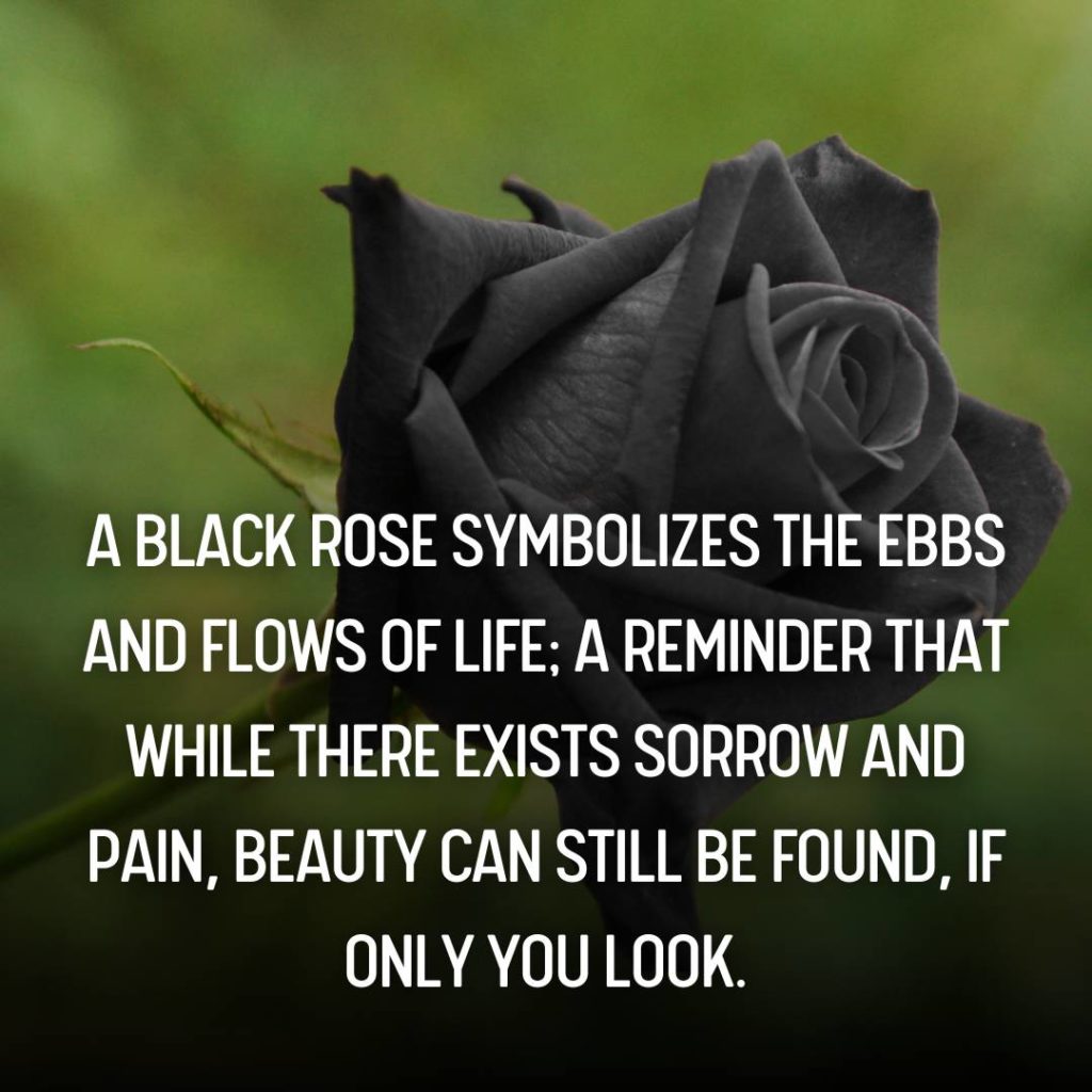 Black Rose Quotes