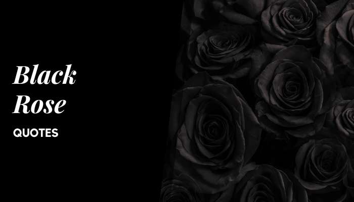 Black Rose Quotes