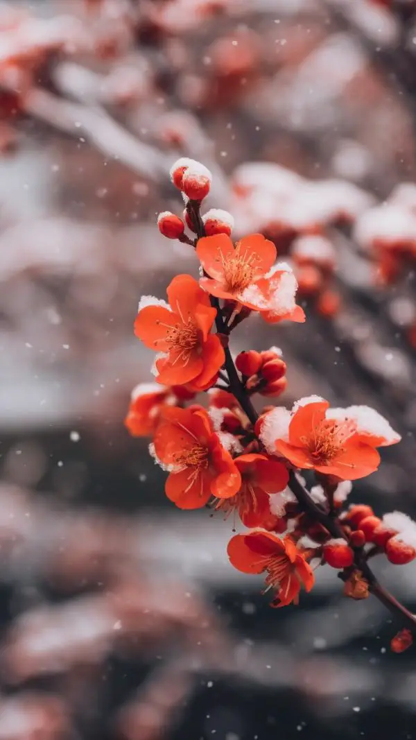 20+ Beautiful Flowers in Snow Mobile & iPhone Wallpaper [Full HD]
